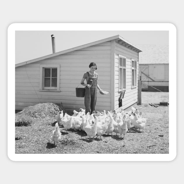 Farm Girl Feeding Chickens, 1936. Vintage Photo Magnet by historyphoto